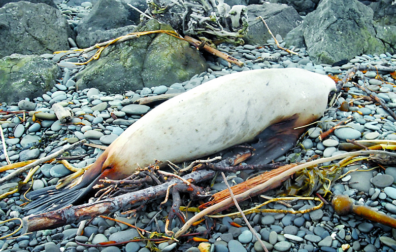 A dead sea lion lies at the high tide line on the strait side of Ediz Hook in Port Angeles on Friday. Keith Thorpe/Peninsula Daily News