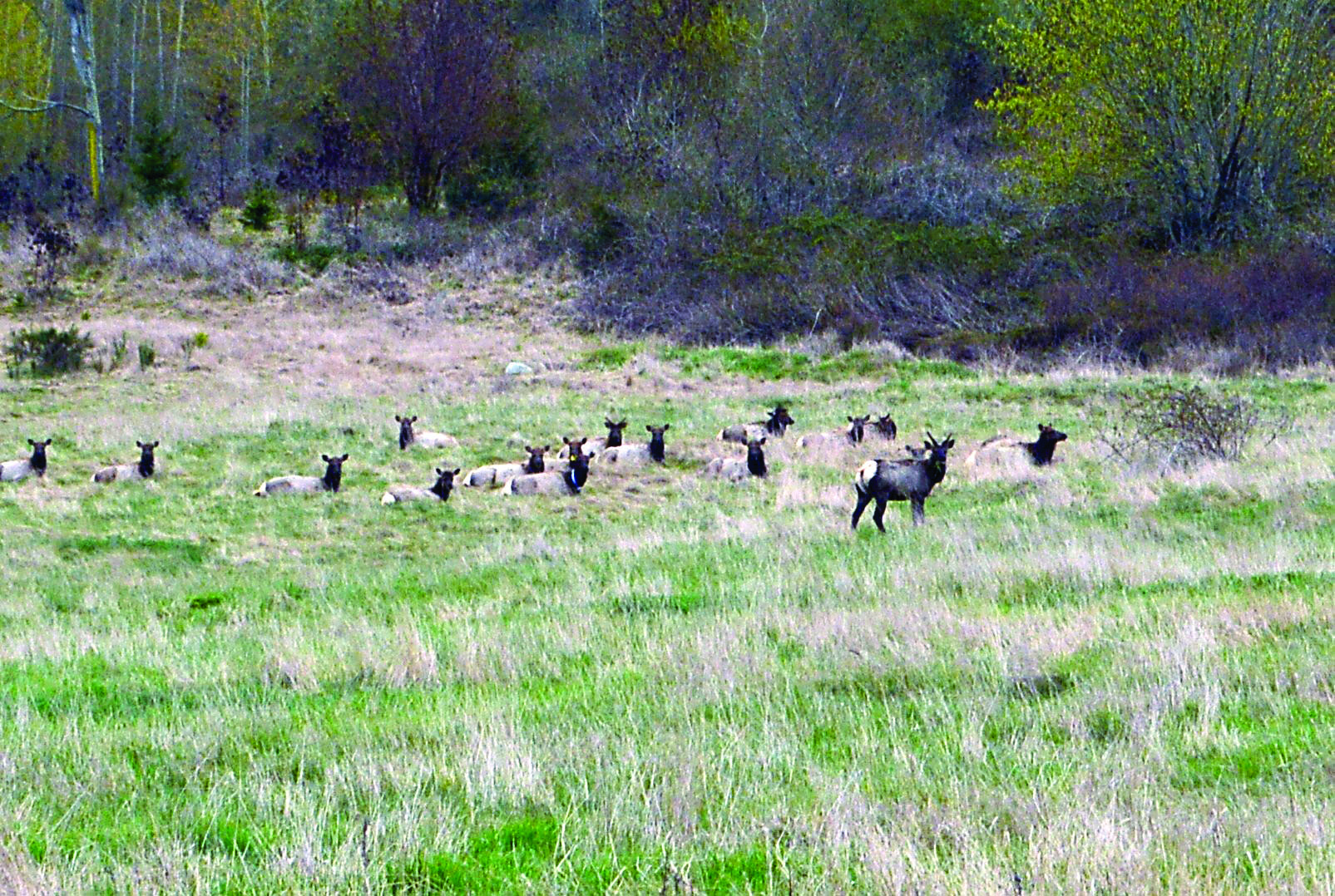 The Sequim elk herd rests in a field above Brownfield Road just south of U.S. Highway 101 on Thursday. — Joe Smillie/Peninsula Daily News