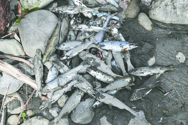 The habitat manager for the Lower Elwha Klallam Tribe took this photo of dead chinook salmon near the mouth of the Elwha River. Mike McHenry