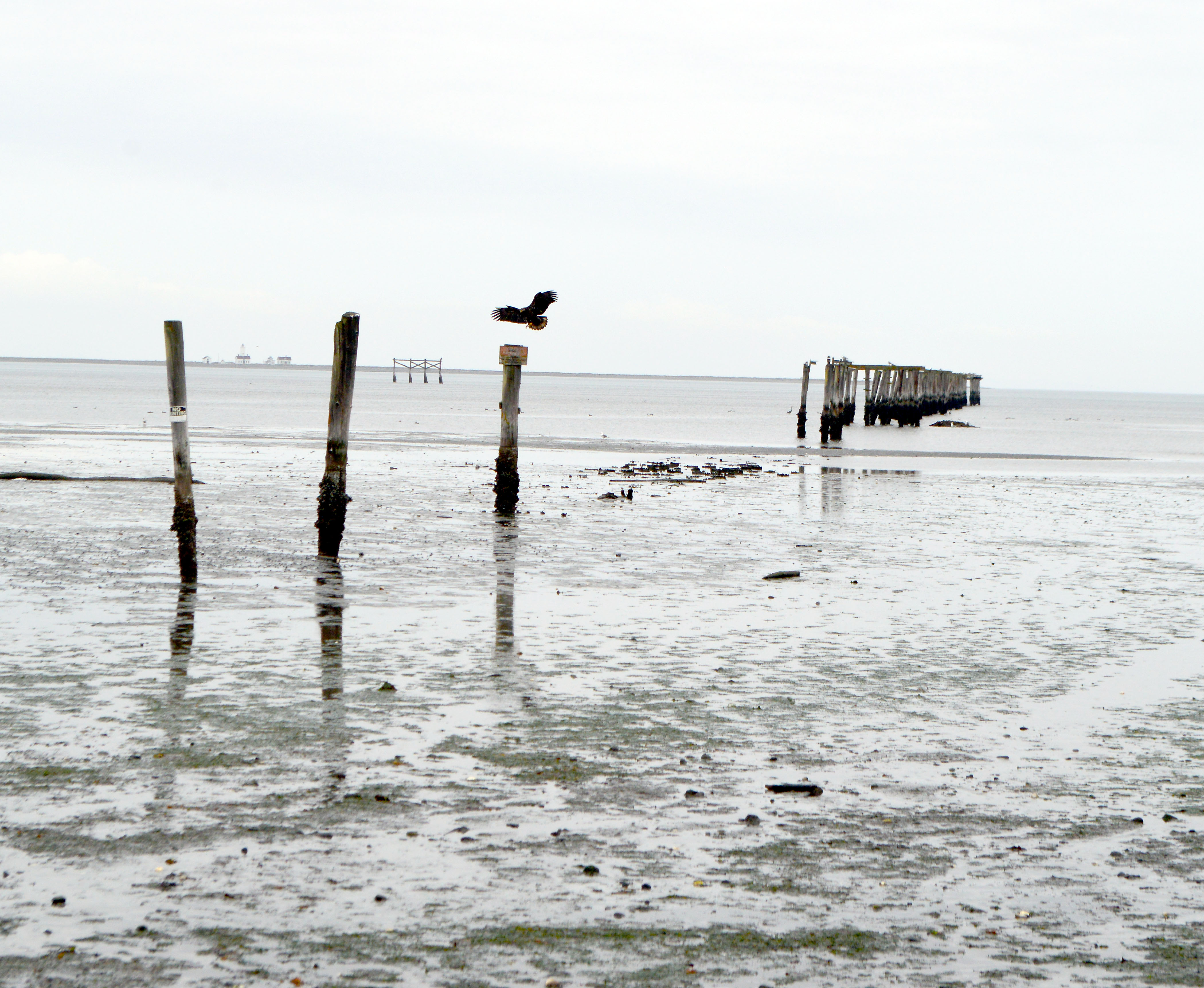 A juvenile bald eagle lands atop one of the piers Monday from pioneer businessman Charles Seal’s 19th century dock at Dungeness.  —Photo by Joe Smillie/Peninsula Daily News