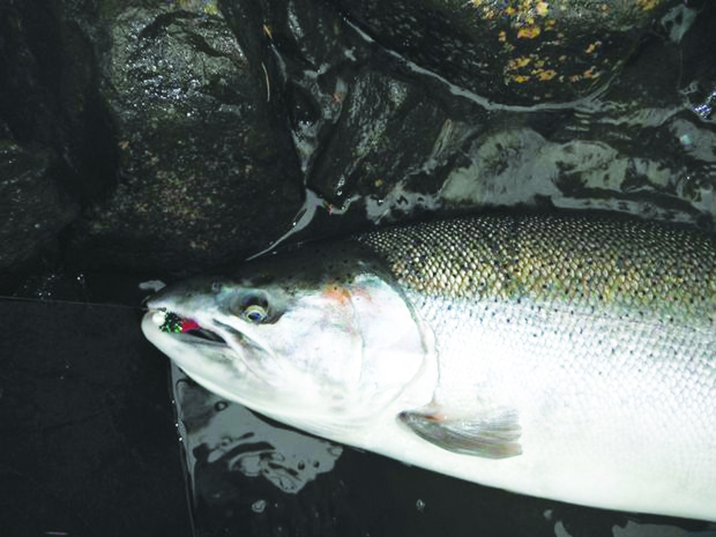 A steelhead caught on the Sol Duc River. — State Department of Fish and Wildlife