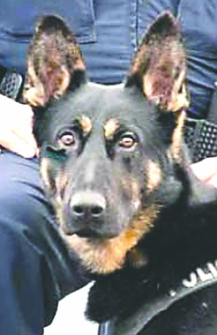 Port Angeles police K-9 Bogey