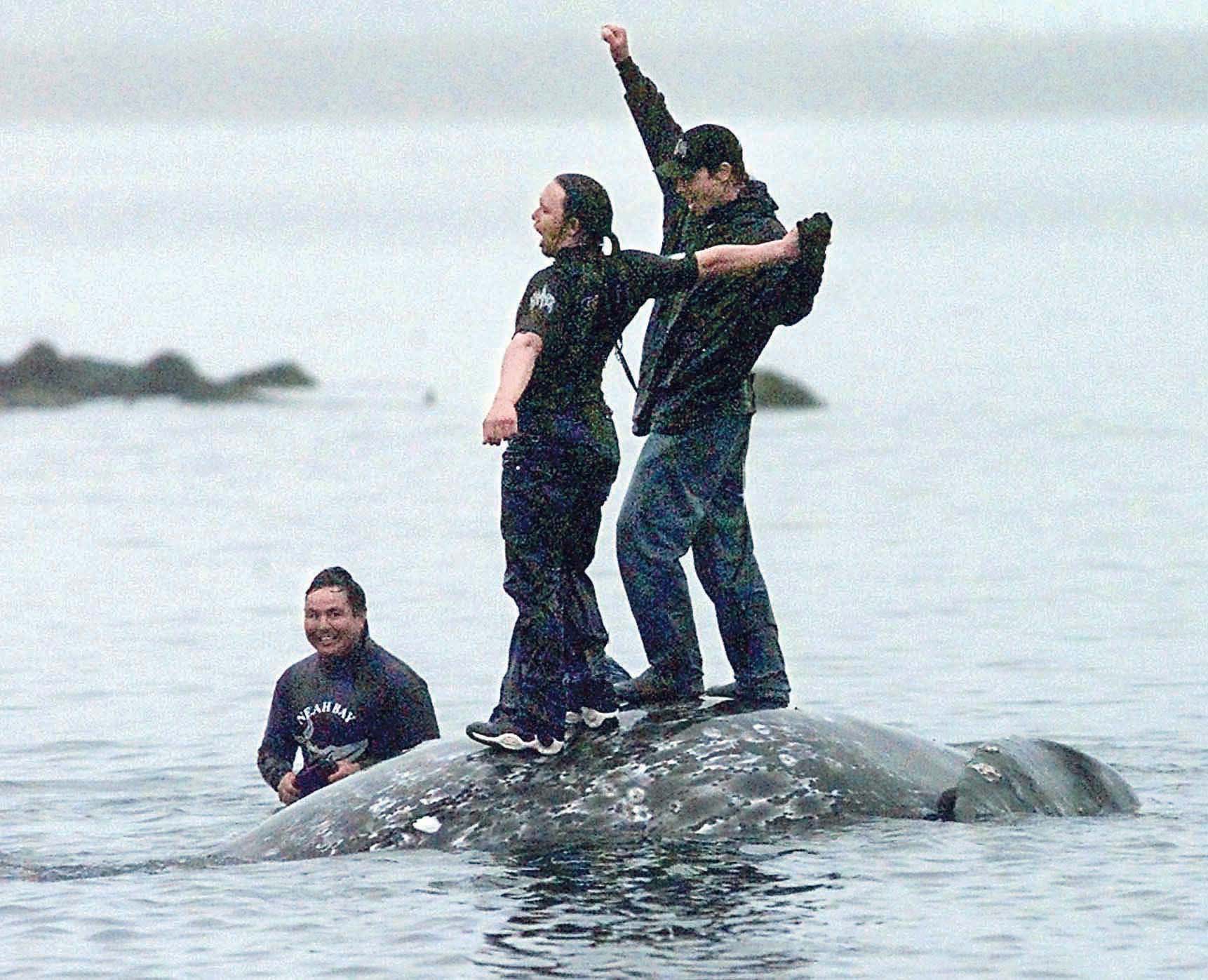 Makah whalers celebrate atop a dead gray whale in Neah Bay after the successful hunt in this May 17