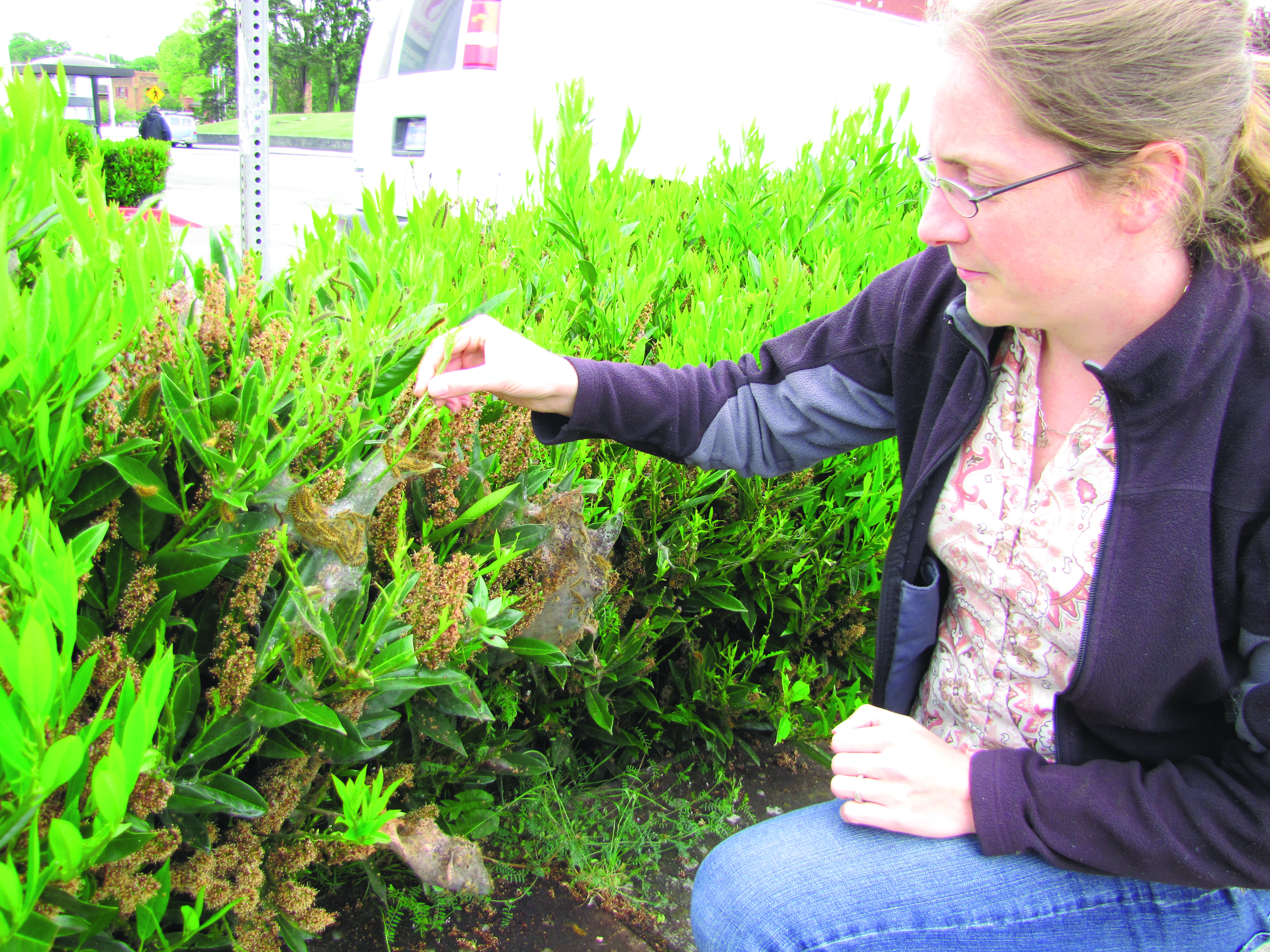 Laurel Moulton of WSU Clallam County Extensions examines shrubbery infested with tent caterpillars in Port Angeles. Arwyn Rice/Peninsula Daily News