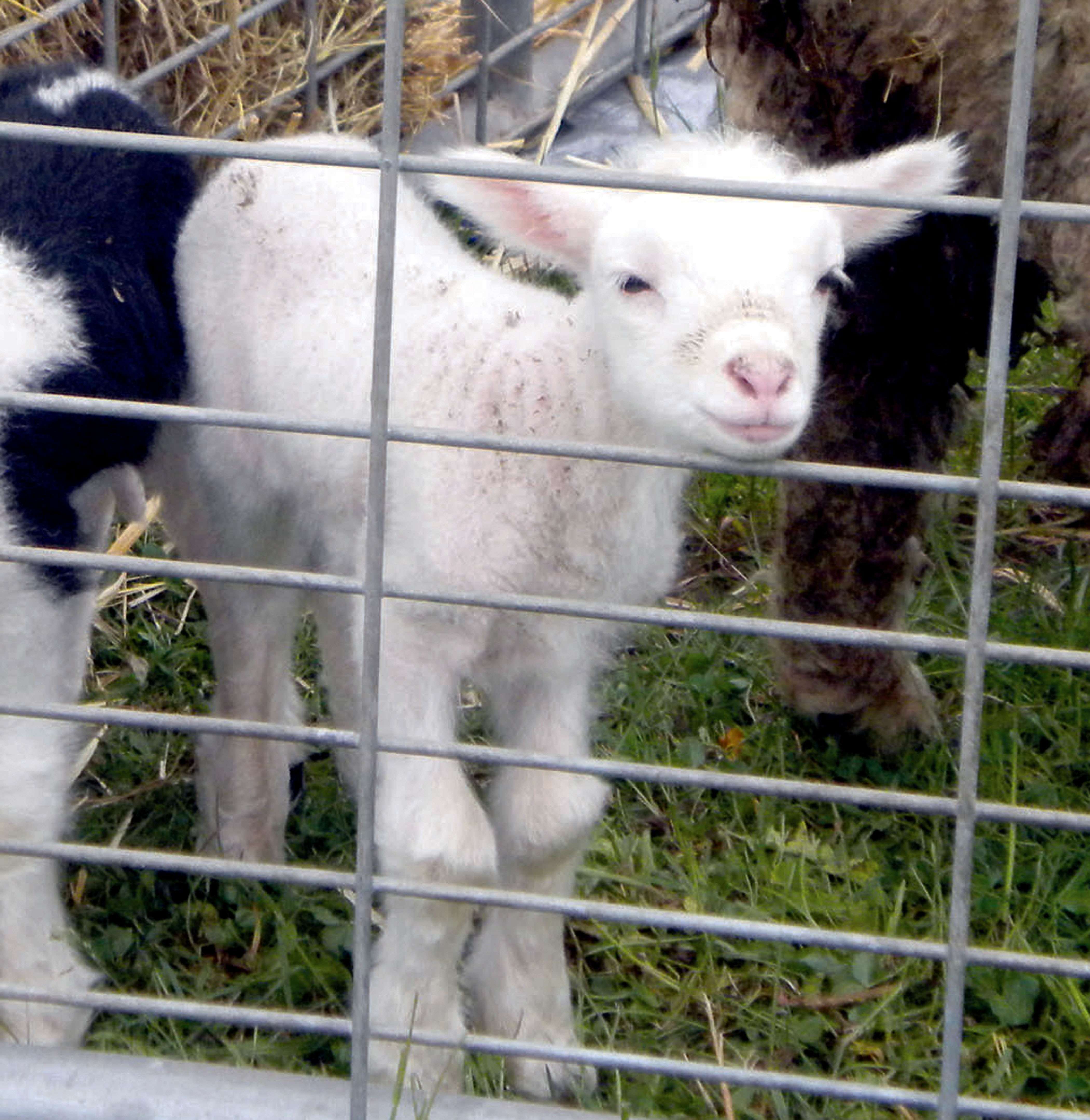 Lambs are among the attractions of today’s Shepherd’s Festival.  —Photo by Chrysalis Carter/North Olympic Shuttle and Spindle Guild