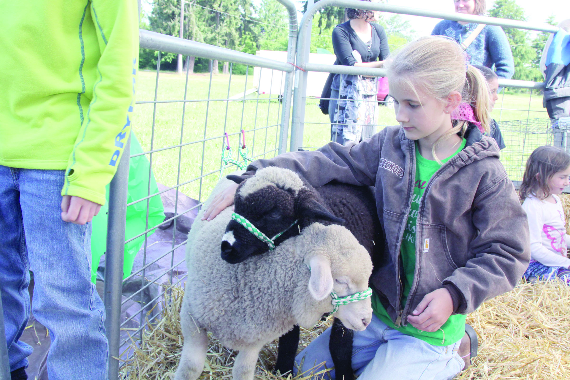 Hannah Wagner of Sequim pets two sheep at the 34th annual Shepherd’s Festival on Monday in Sequim. — David Logan/for Peninsula Daily News