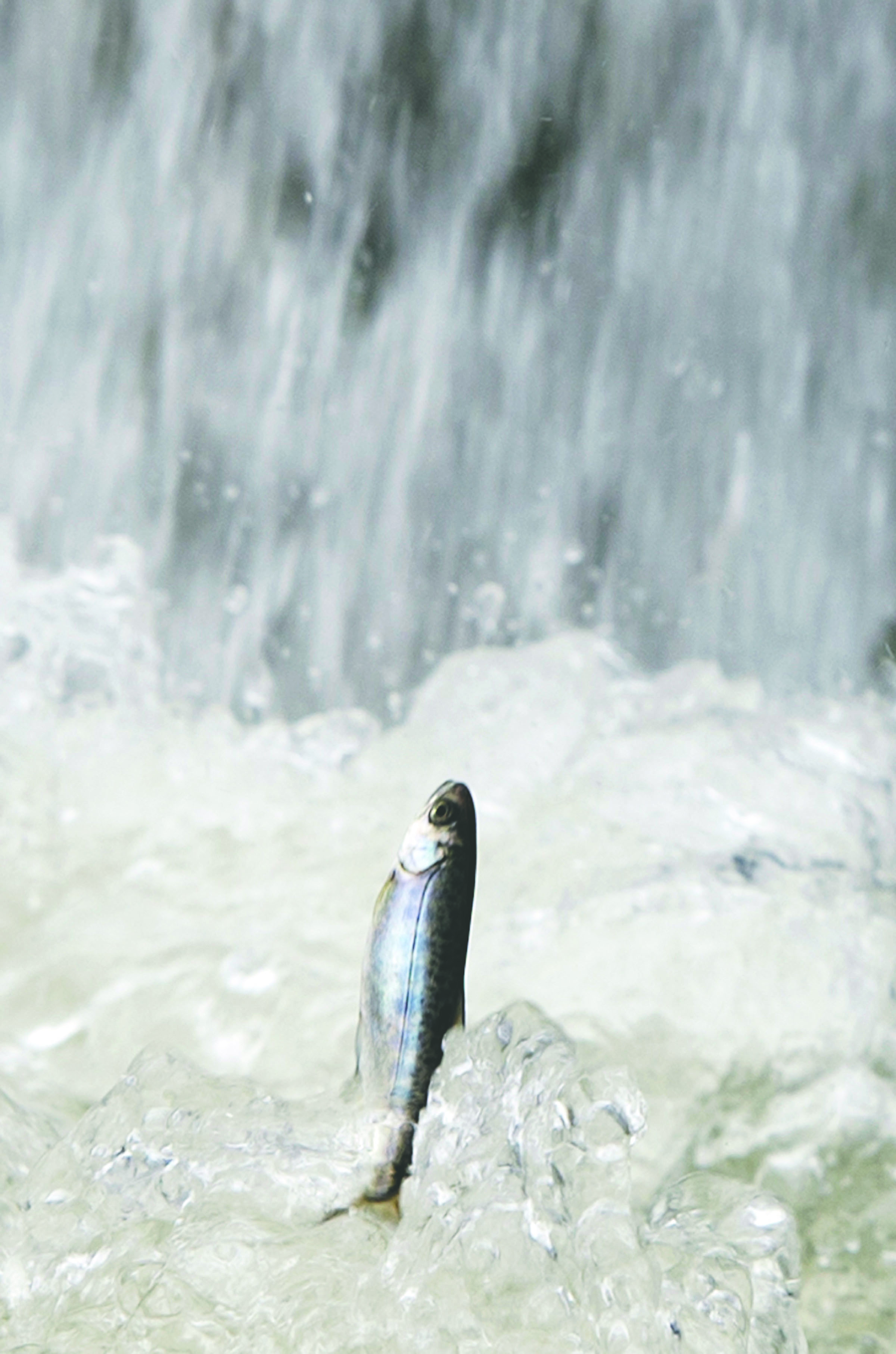 A chinook salmon smolt swims after being released from a tanker truck in Rio Vista