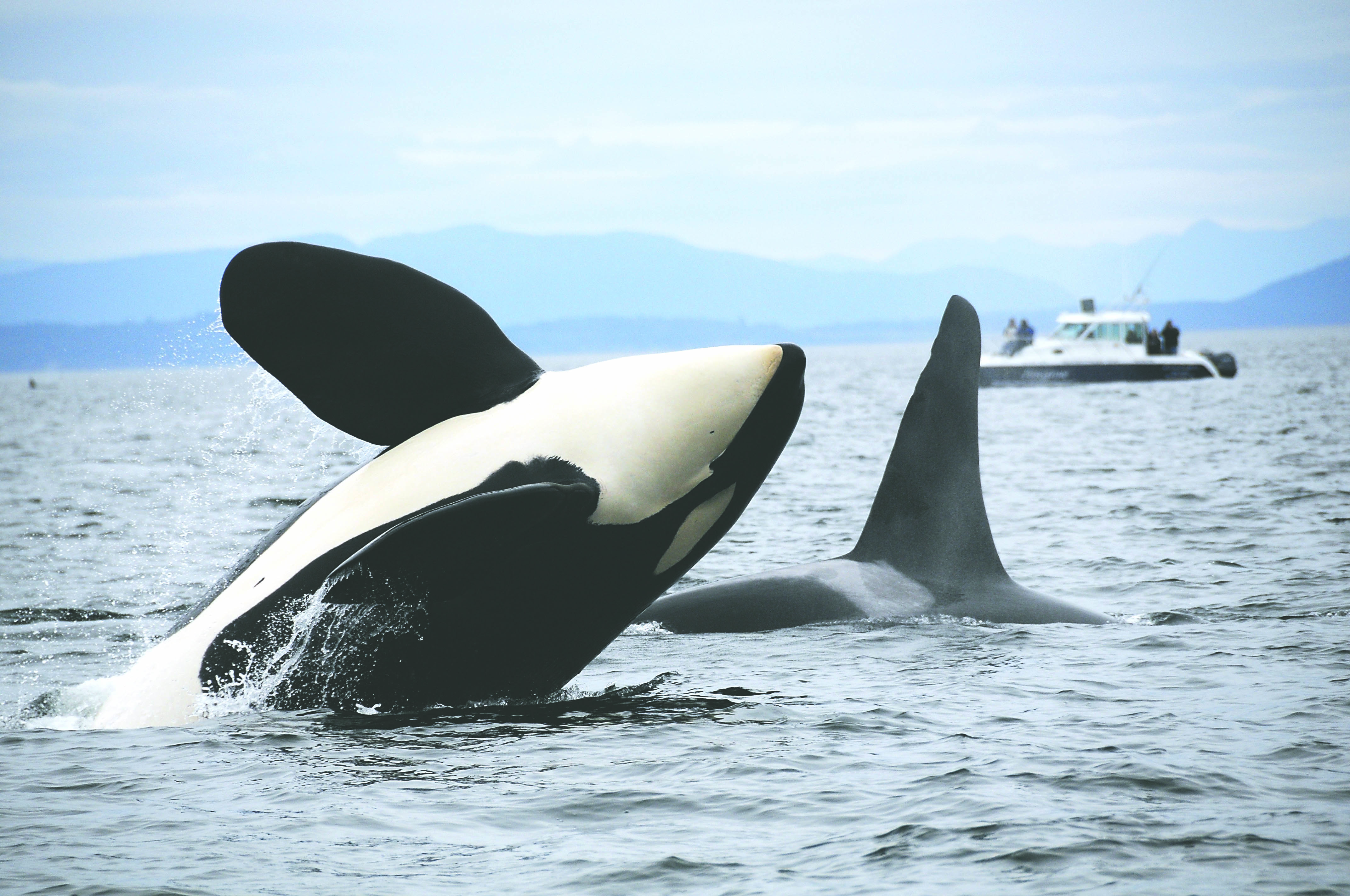 A Southern Resident orca breaches in this National Oceanic and Atmospheric Administration file photo. — National Oceanic and Atmospheric Administration