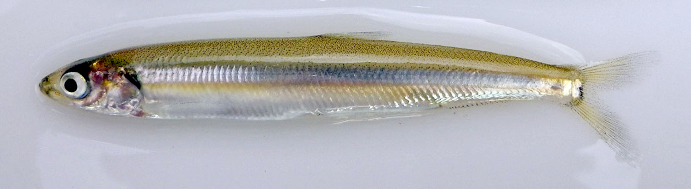 An adult surf smelt