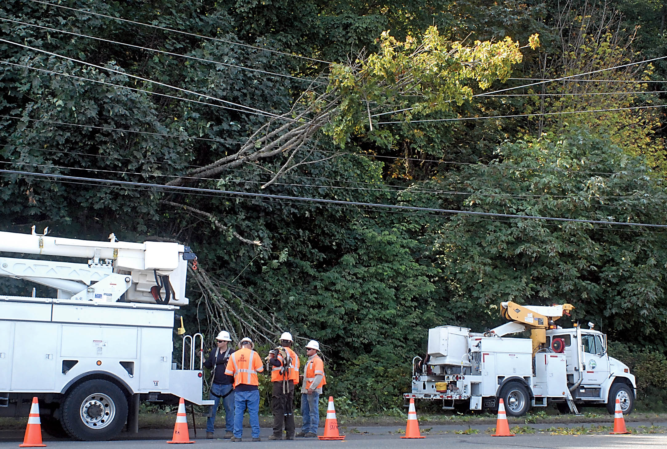 Port Angeles public utility workers prepare to remove a fallen tree from wires along West Marine Drive in Port Angeles on Wednesday. Keith Thorpe/Peninsula Daily News