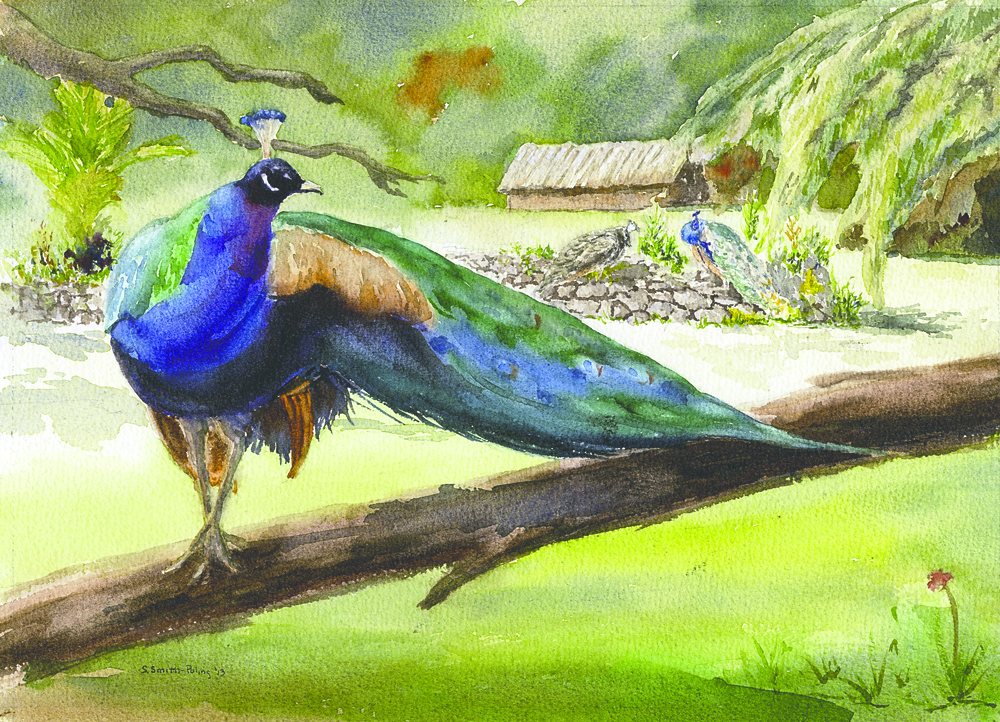 “Hawaiian Village Peacock” is a Sandra Smith-Poling painting on display at the Turtle Bluff house in Port Townsend this Sunday.