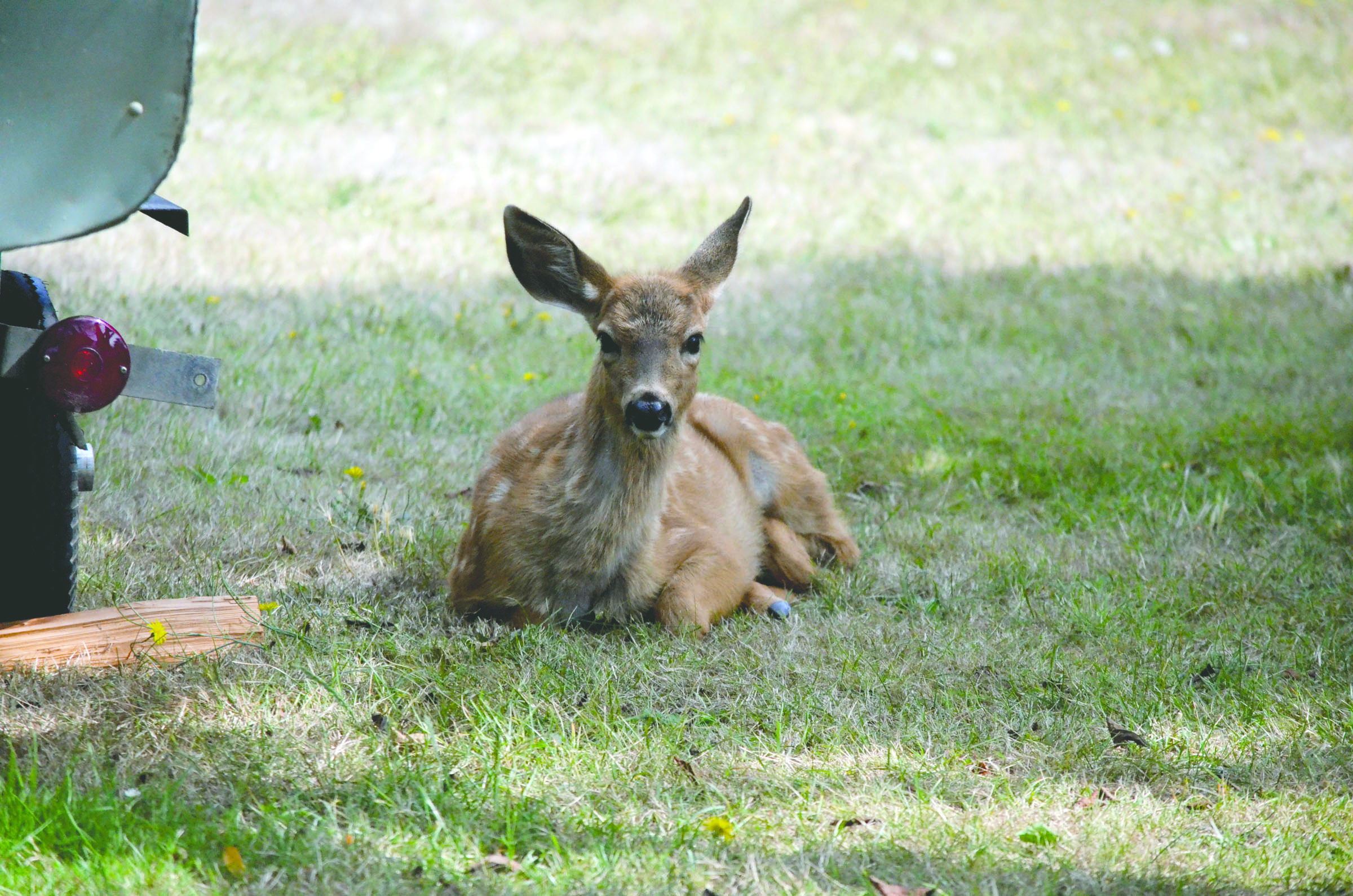 This 3-month-old male deer awaits Ken Minish's snack in Port Townsend.  -- Photo by Charlie Bermant/Peninsula Daily News