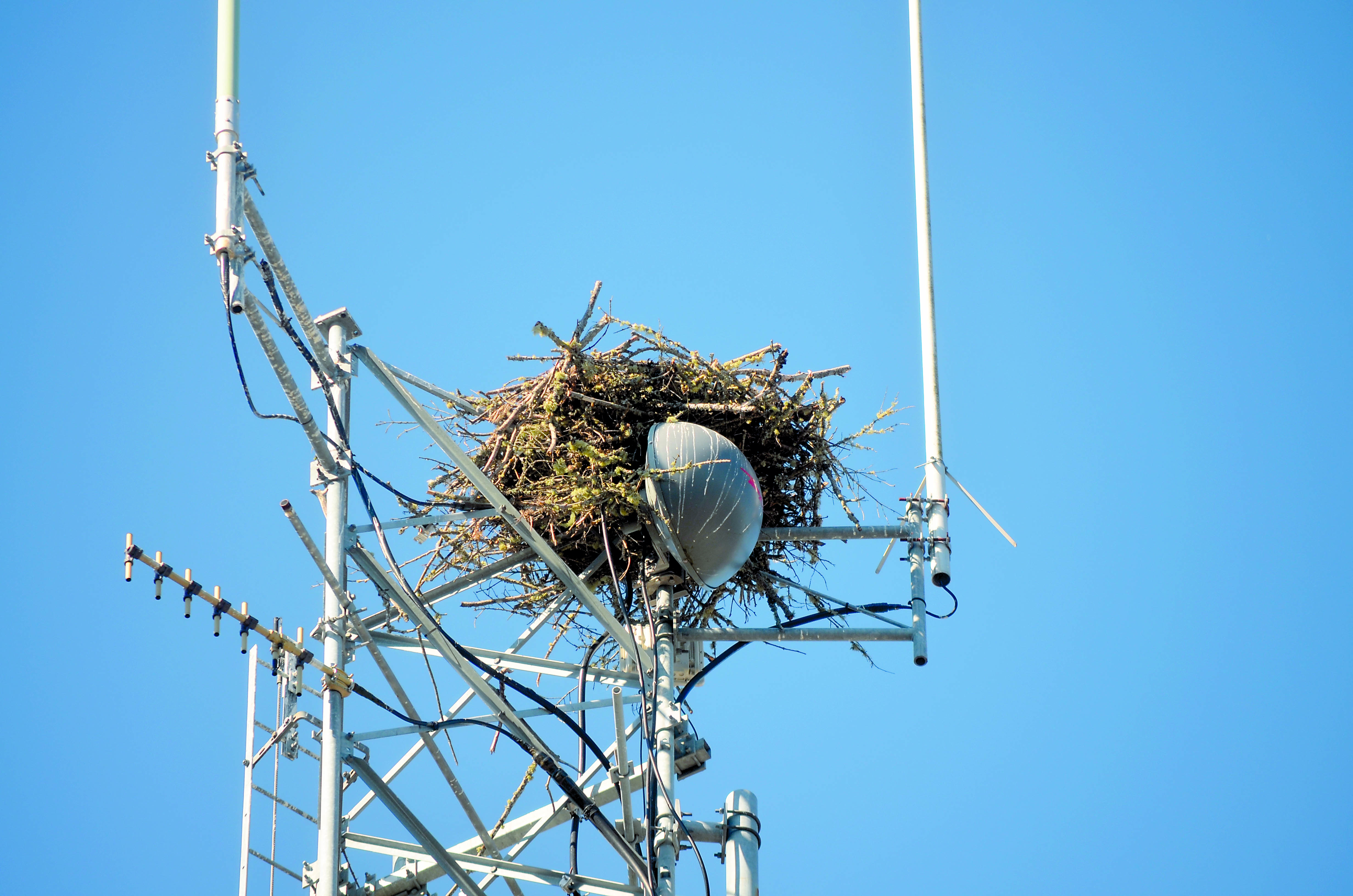 This is the osprey nest on the emergency tower next to the Jefferson County Sheriff’s Office in Port Hadlock.  -- Photo by Charlie Bermant/Peninsula Daily News