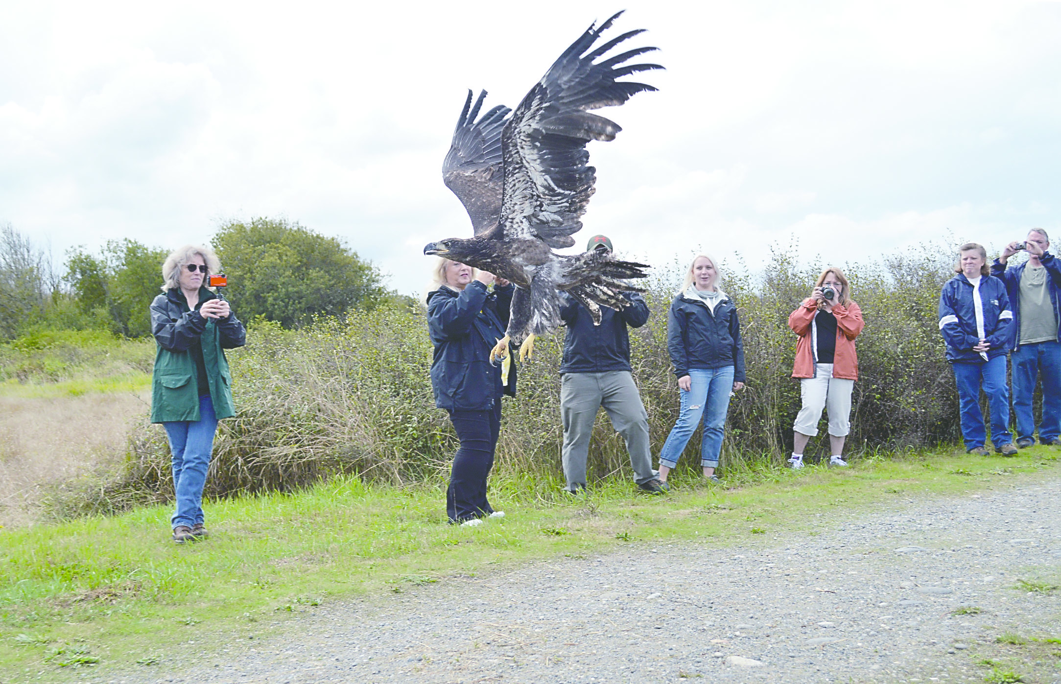 A rehabilitated bald eagle flies into the wild at the Dungeness National Wildlife Refuge