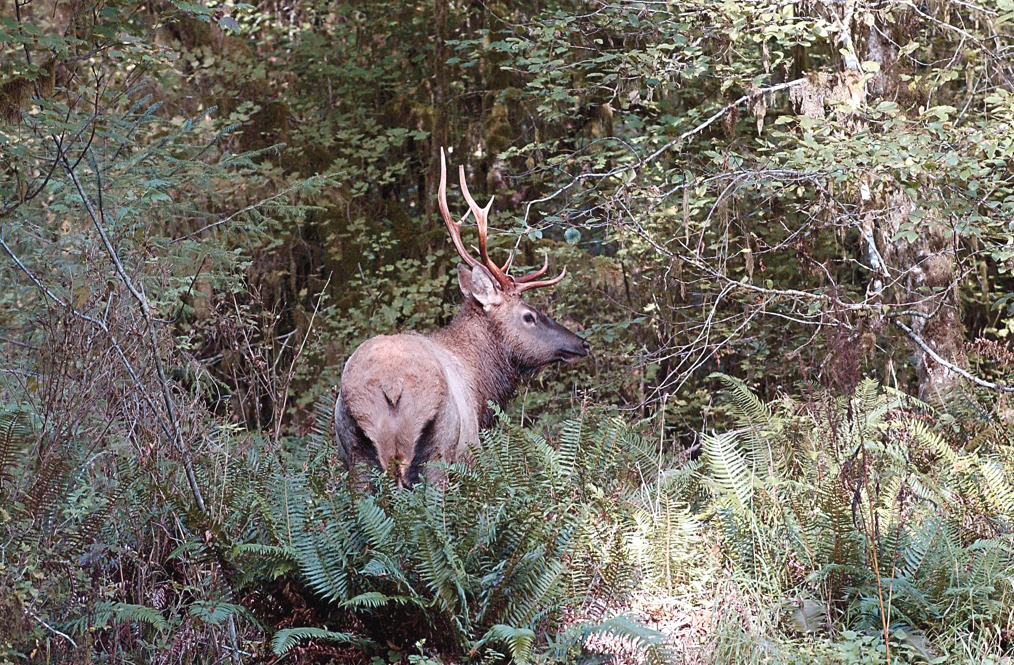 A young Roosevelt elk searches for food among the ferns which flourish along the Hoh River. Lonnie Archibald/for Peninsula Daily News