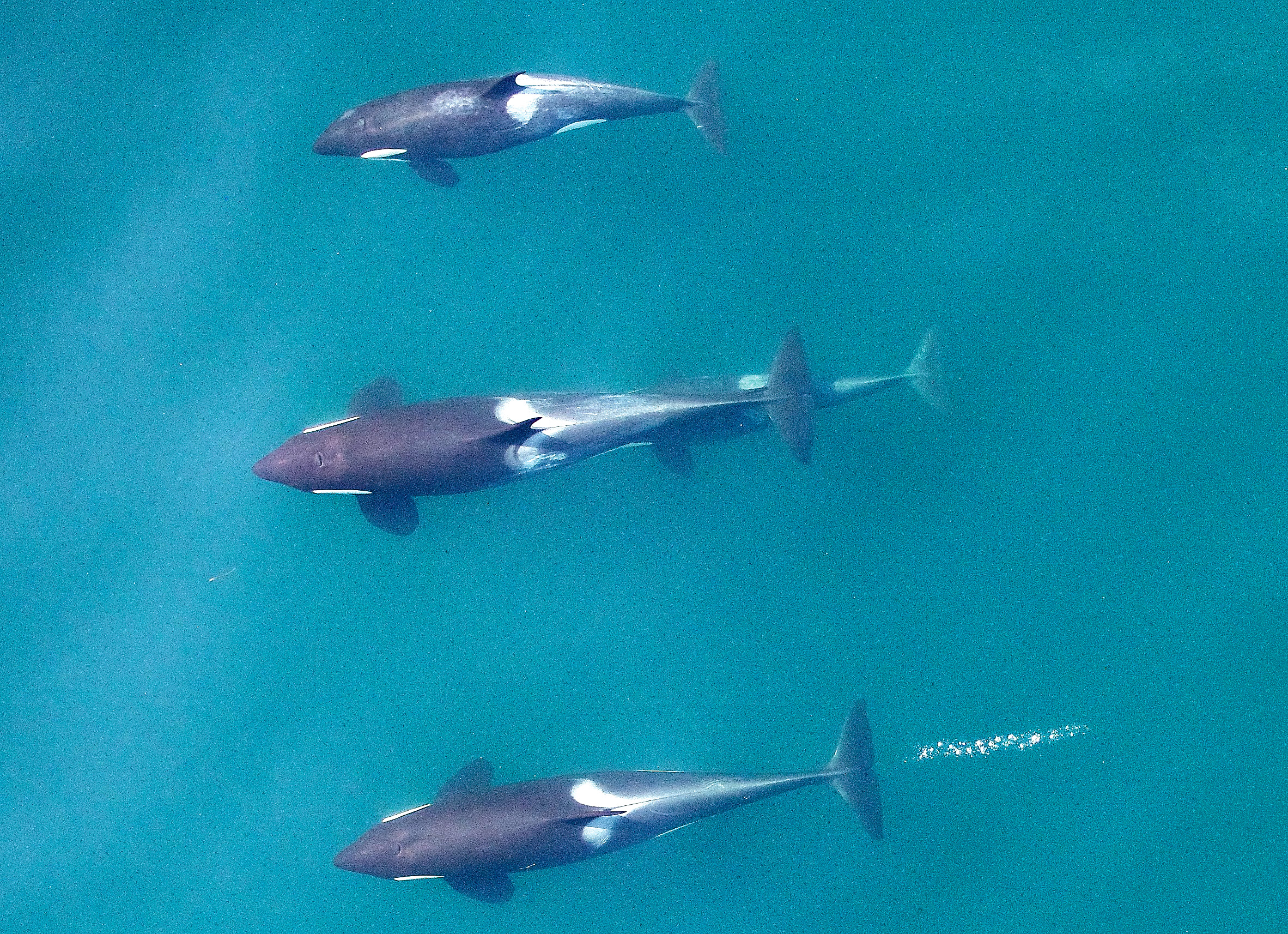 Dr. John Durban photographed these orcas using a drone. He will give a lecture Sunday at Fort Worden Commons.