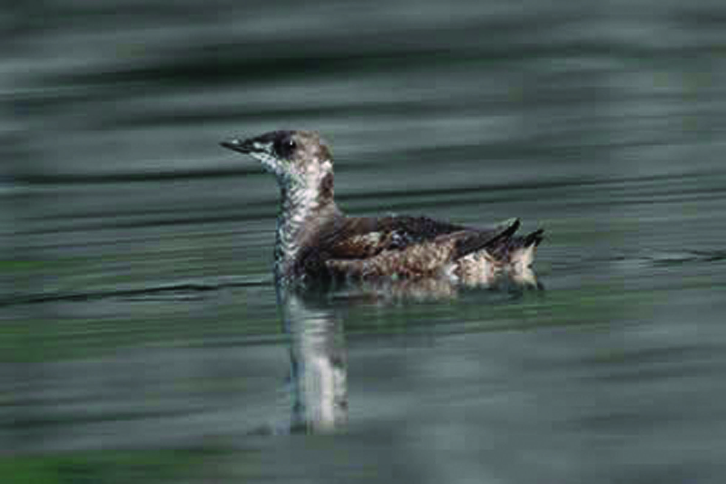 Marbled murrelet