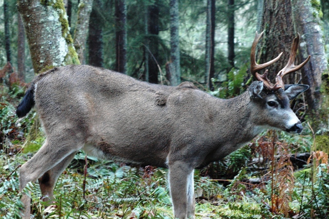 Black-tailed buck deer such as this specimen