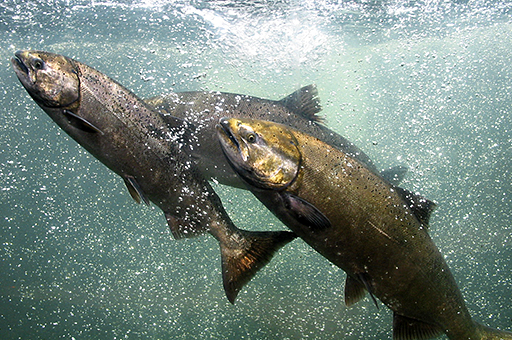 Chinook salmon