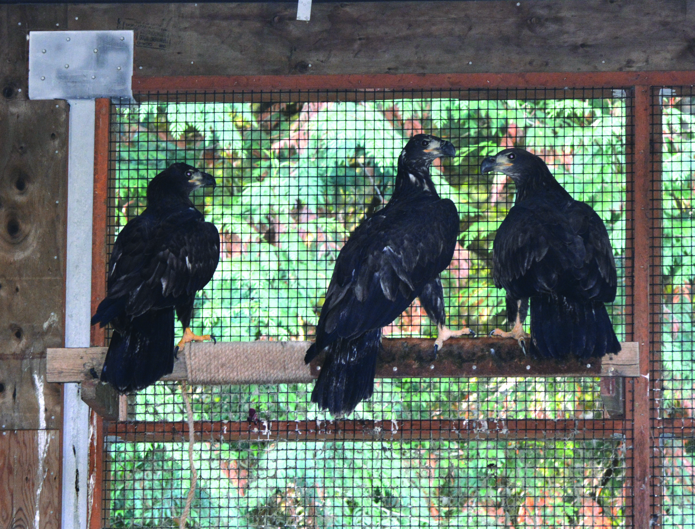 The West Sound Wildlife Center on Bainbridge Island will release these three juvenile bald eagles at Dosewallips State Park on Sunday.