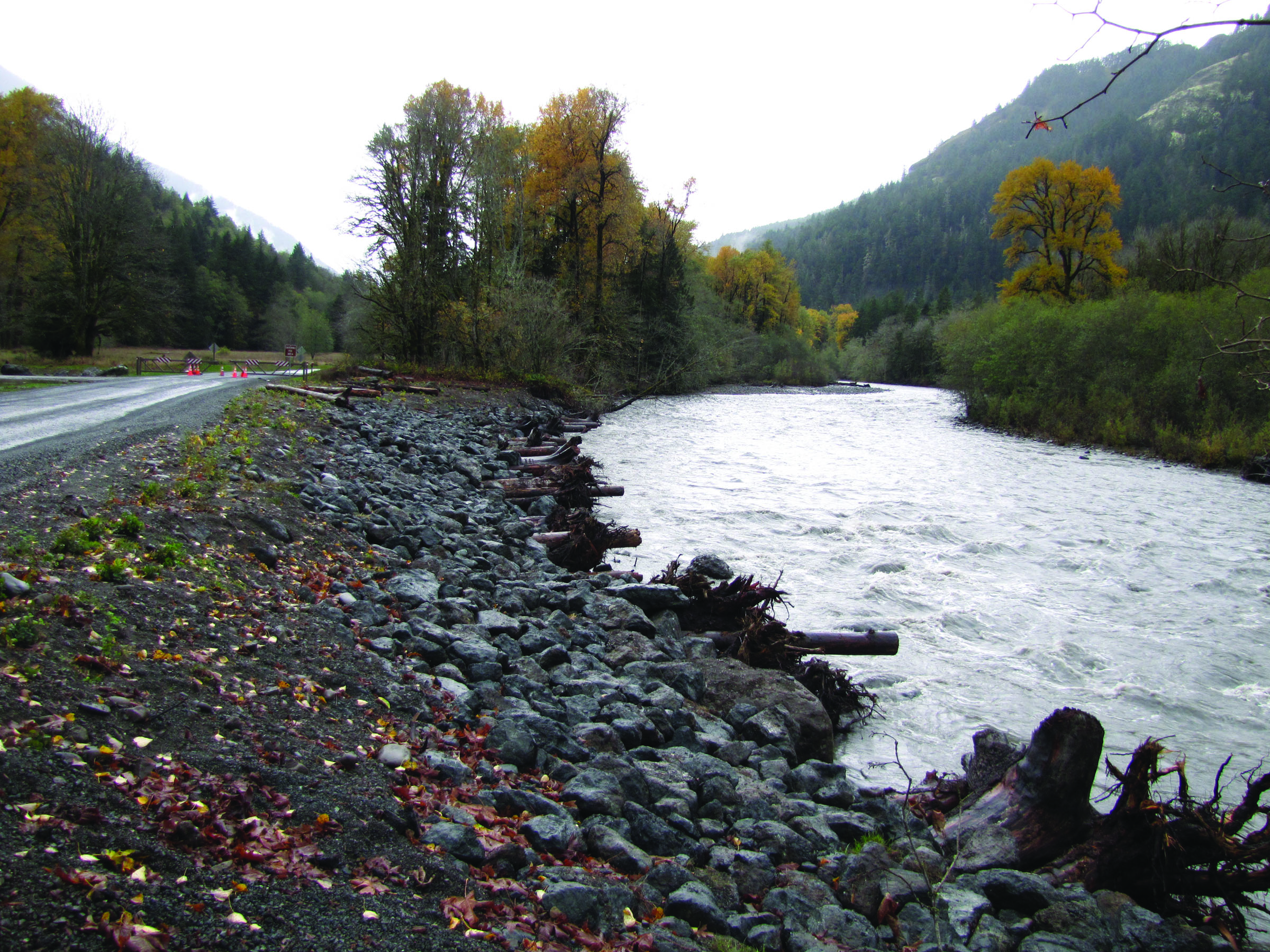 The rain-swollen Elwha River flows past the closed Olympic National Park gates on Olympic Hot Springs Road on Sunday morning. The road near Elwha Campground was flooded Saturday and remained closed Sunday for Olympic National Park officials to check the road condition and safety. Arwyn Rice/Peninsula Daily News