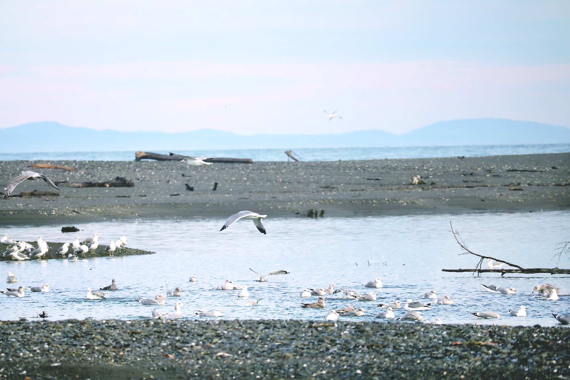 Seagulls fly over a pool in the Elwha River estuary. Sediment washing down the river has built more than 80 acres of beaches. -Terry Ward/Peninsula Daily News