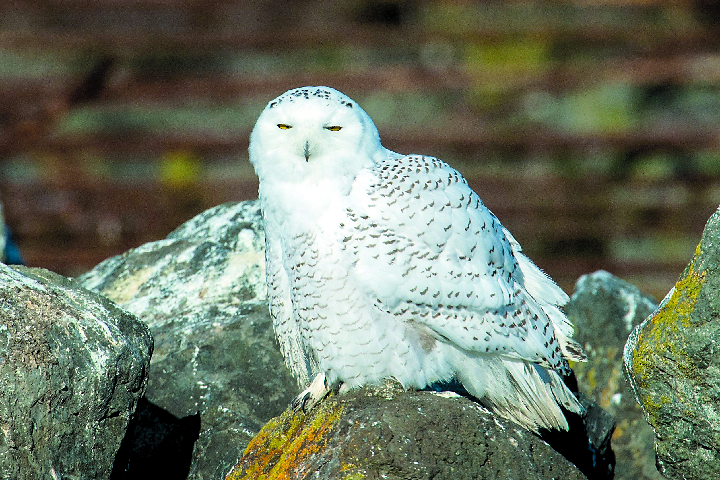 A snowy owl was seen all day Thursday across from the fishing pier at the entrance to the Port Hudson Marina. David Gluckman