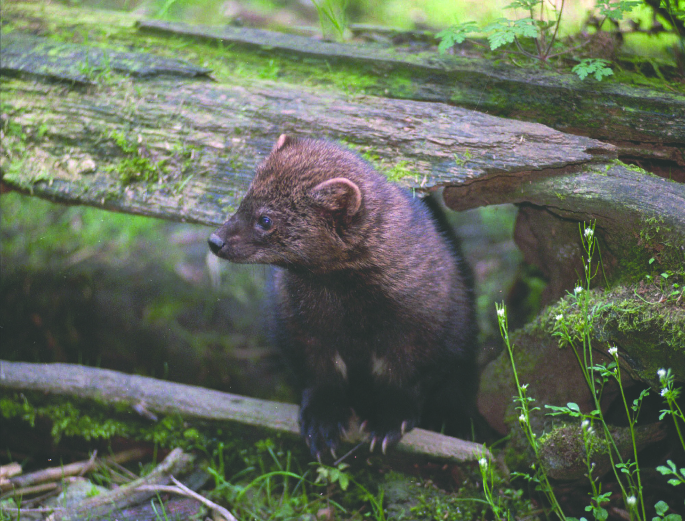 A female fisher looks around her enclosure at the Northwest Trek wildlife park near Eastonville in 1998. The Associated Press