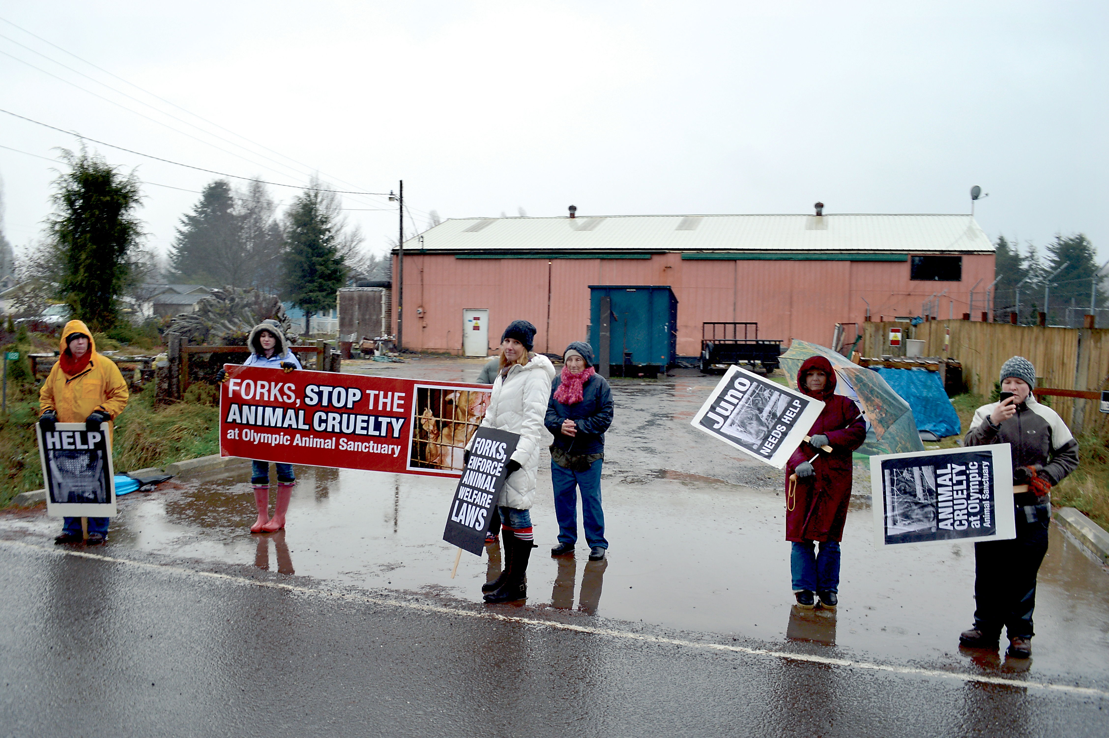 Pickets stand outside in the Forks rain in front of the Olympic Animal Sanctuary (background). Joe Smillie/Peninsula Daily News