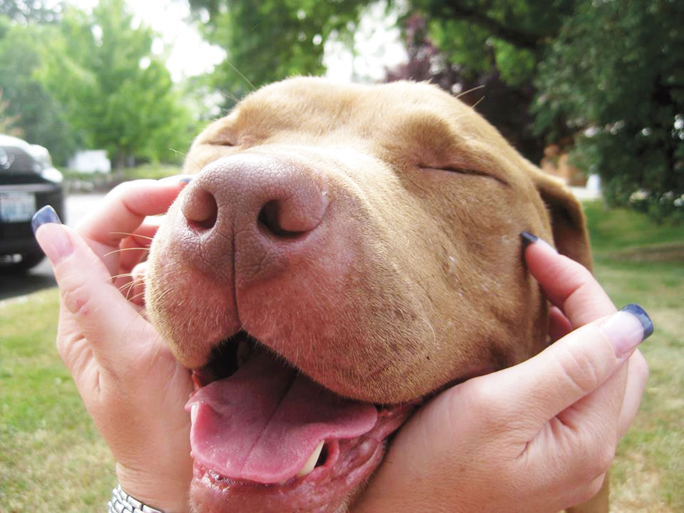 LeRoy the pit bull that is at the center of essentially a custody battle between Olympic Animal Sanctuary in Forks and the Seattle-based Animal Aid and Rescue Foundation