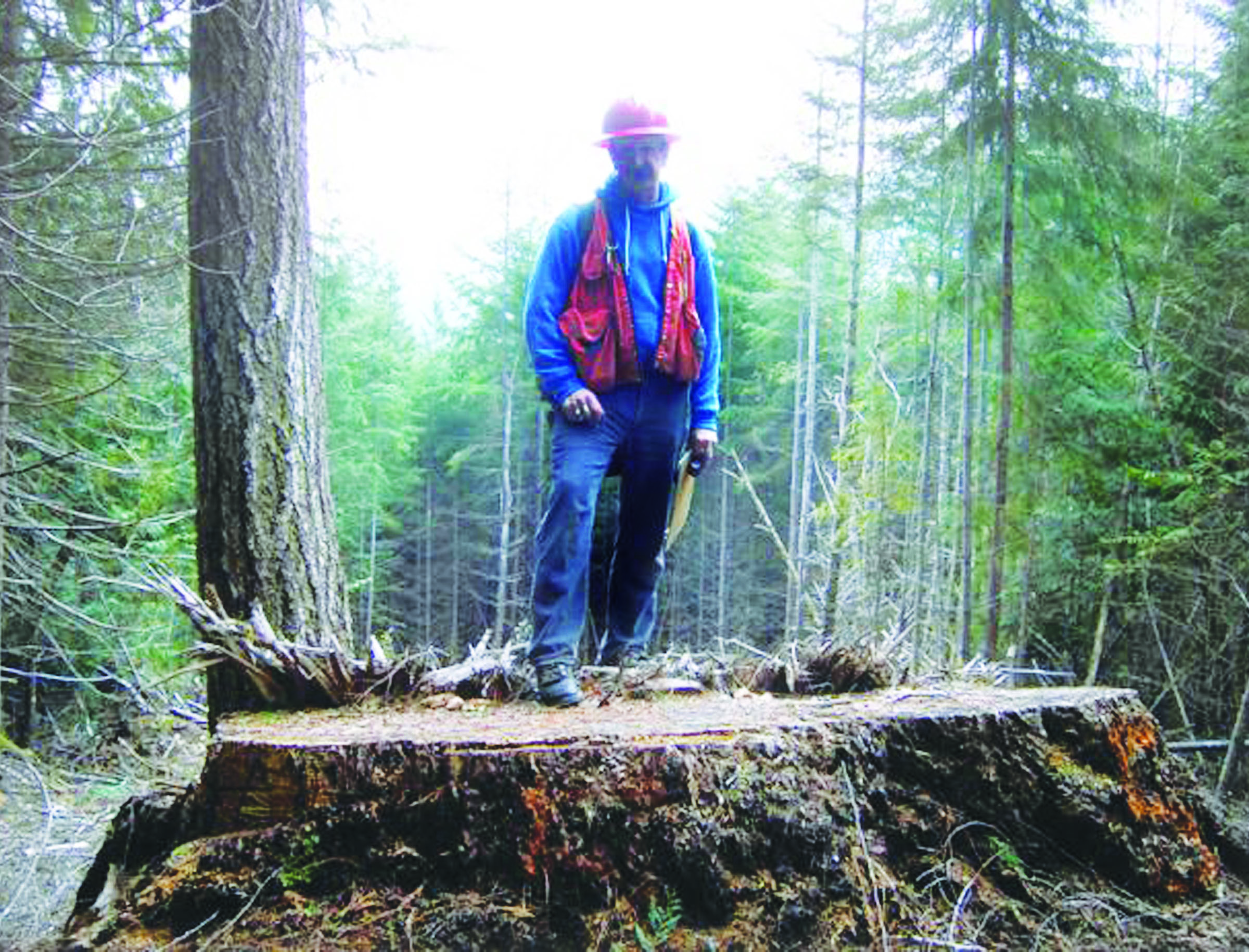 A Forest Service investigator stands atop the stump of an old-growth tree felled illegally in Olympic National Forest by Reid Johnston