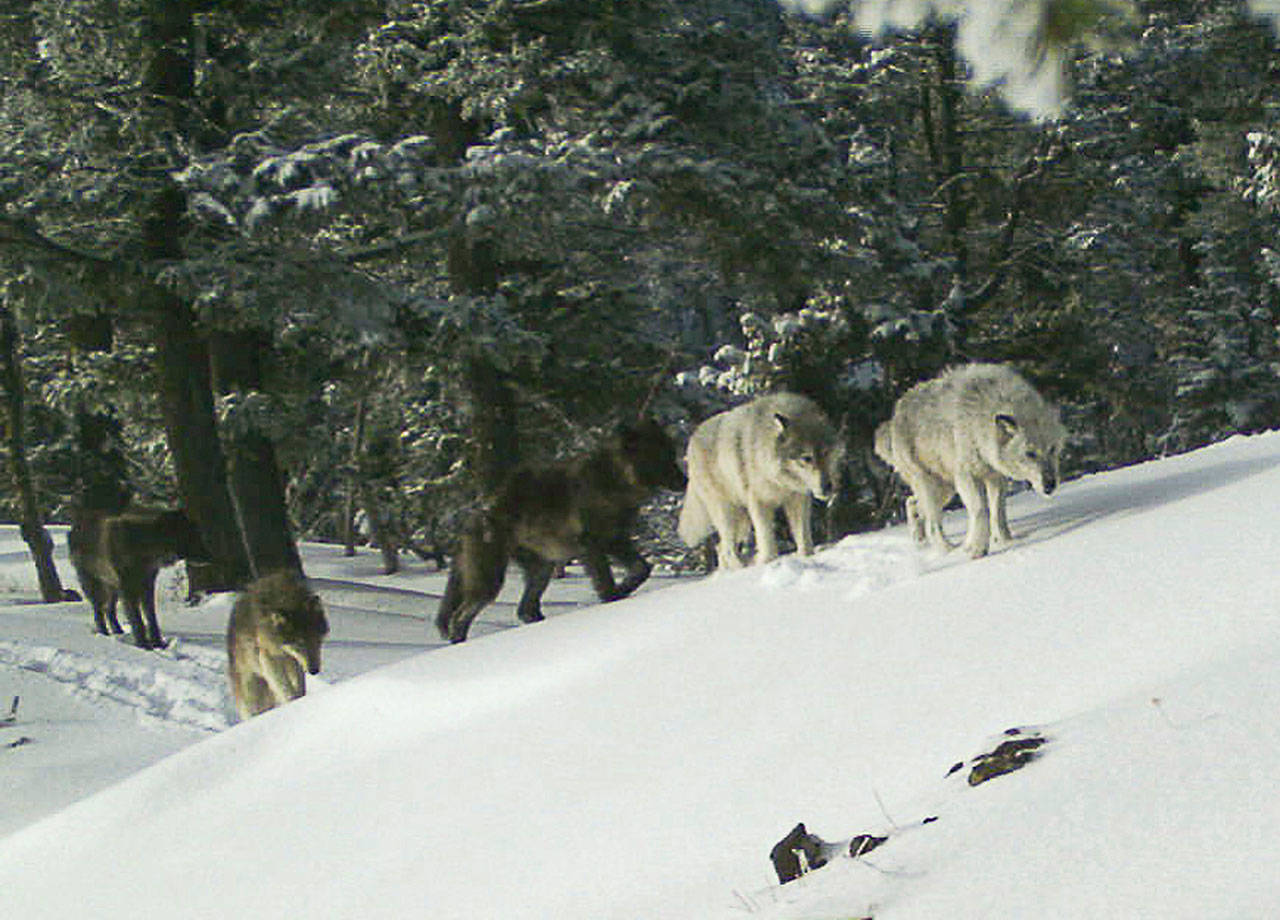 In this Feb. 1, 2017, photo provided the Oregon Department of Fish and Wildlife, a wolf pack is captured by a remote camera in Hells Canyon National Recreation Area in northeast Oregon. (Oregon Department of Fish and Wildlife via AP)