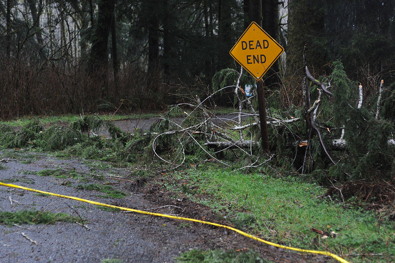 A tree fell Sunday morning across power lines near the end of the West Lake Pleasant Road in Beaver, breaking two power poles. (Lonnie Archibald/for Peninsula Daily News)