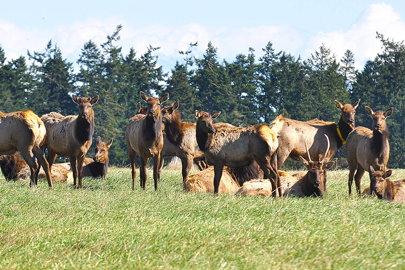 State says Sequim elk herd numbers being thinned due to causing local crop damage