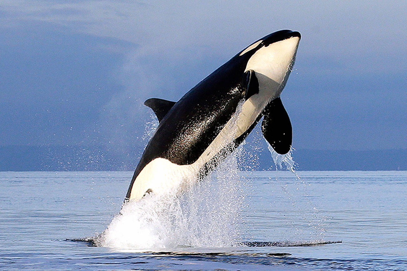 New state directive aims to help endangered orcas