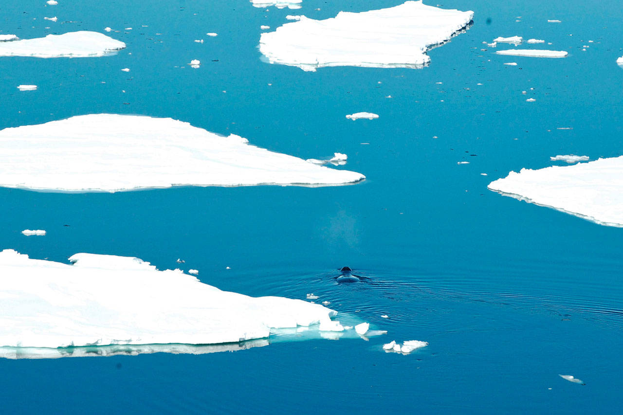 Cool jazz: Bowhead whales improvise when singing, study says