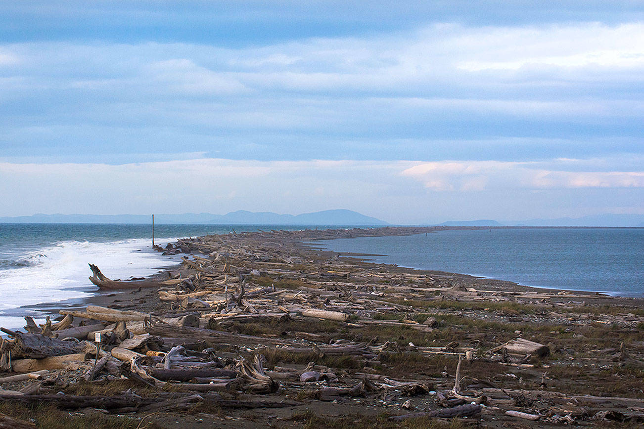 Comment period extended for tribe’s oyster farm plans in Dungeness refuge