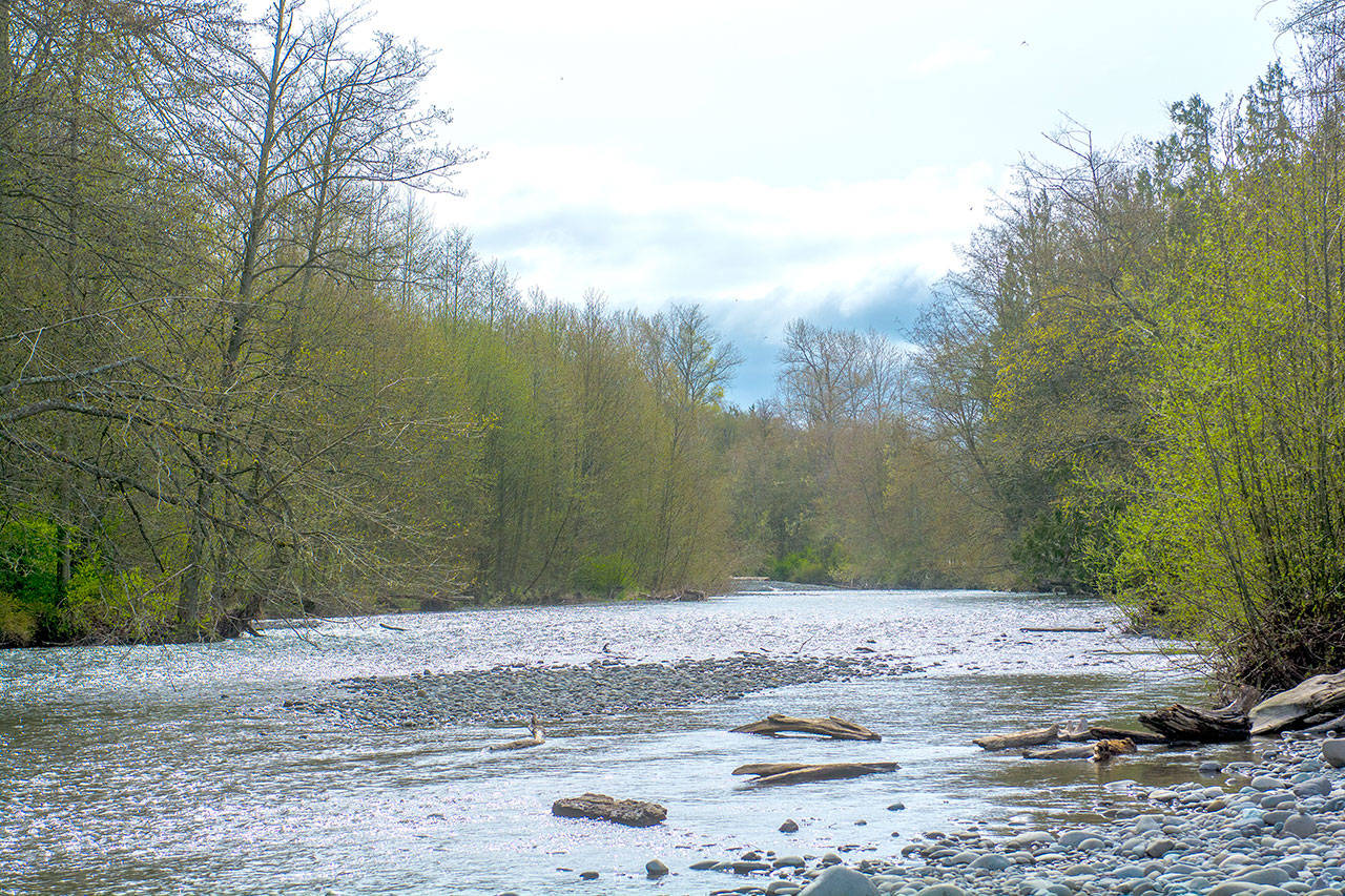 The Dungeness River flows past Ward Road near Sequim on Monday. Clallam County officials said Monday the Hirst fix has little effect currently on how Clallam County manages its water supply and does not yet affect residents who live in areas covered in the Dungeness water rule. (Jesse Major/Peninsula Daily News)