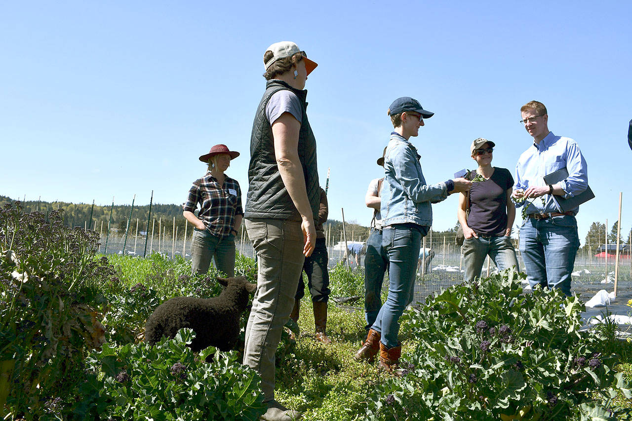 Micaela Colley, program director for the Organic Seed Alliance, shares a sample of purple flowering broccoli with 6th District Rep. Derek Kilmer during a meeting Monday with members of Jefferson County’s organic food producers. (Jeannie McMacken/ Peninsula Daily News)