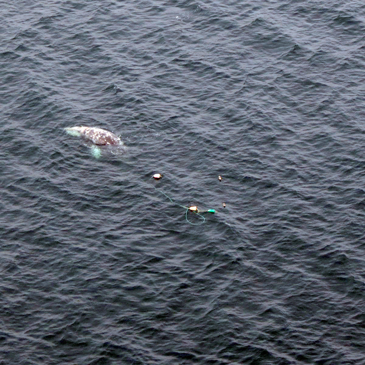 Crews work to free gray whale from fishing gear off La Push