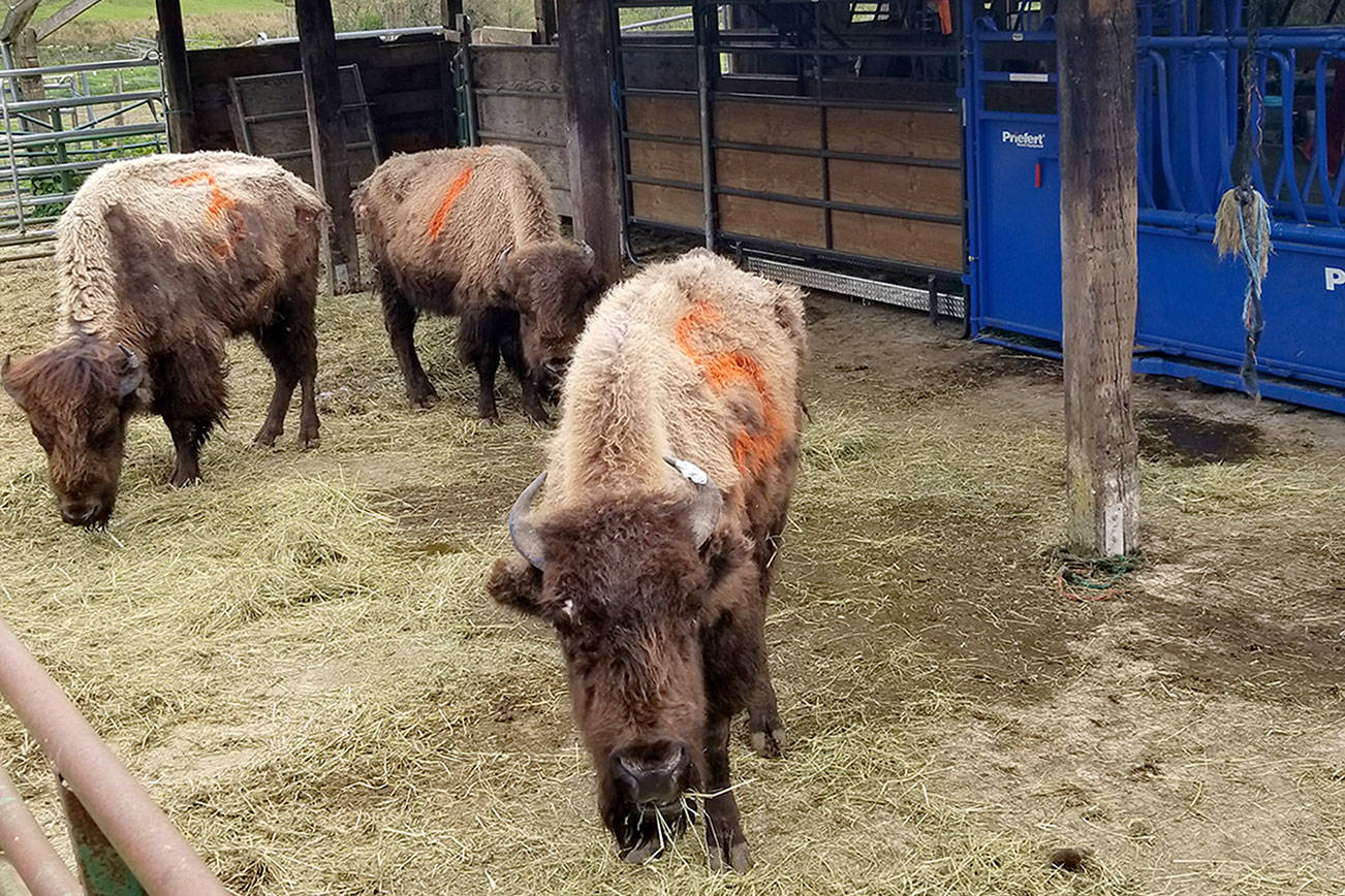 Starving animals under the care of rescue facility; Chimacum owner charged