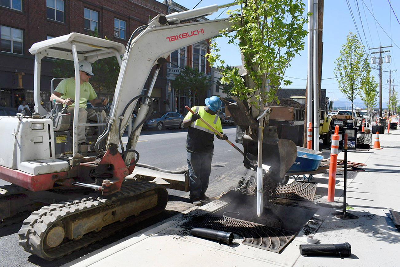 PHOTO: Port Townsend street project ‘blazing’ ahead with tree planting