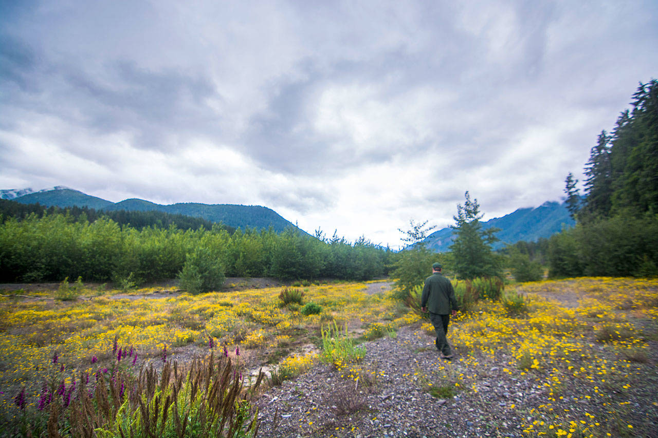 Josh Chenoweth, who has headed the revegetation effort in the Elwha Valley, walks through a field of blooming Oregon Sunshine that have flourished in the former Lake Aldwell lake bed. (Jesse Major/Peninsula Daily News)