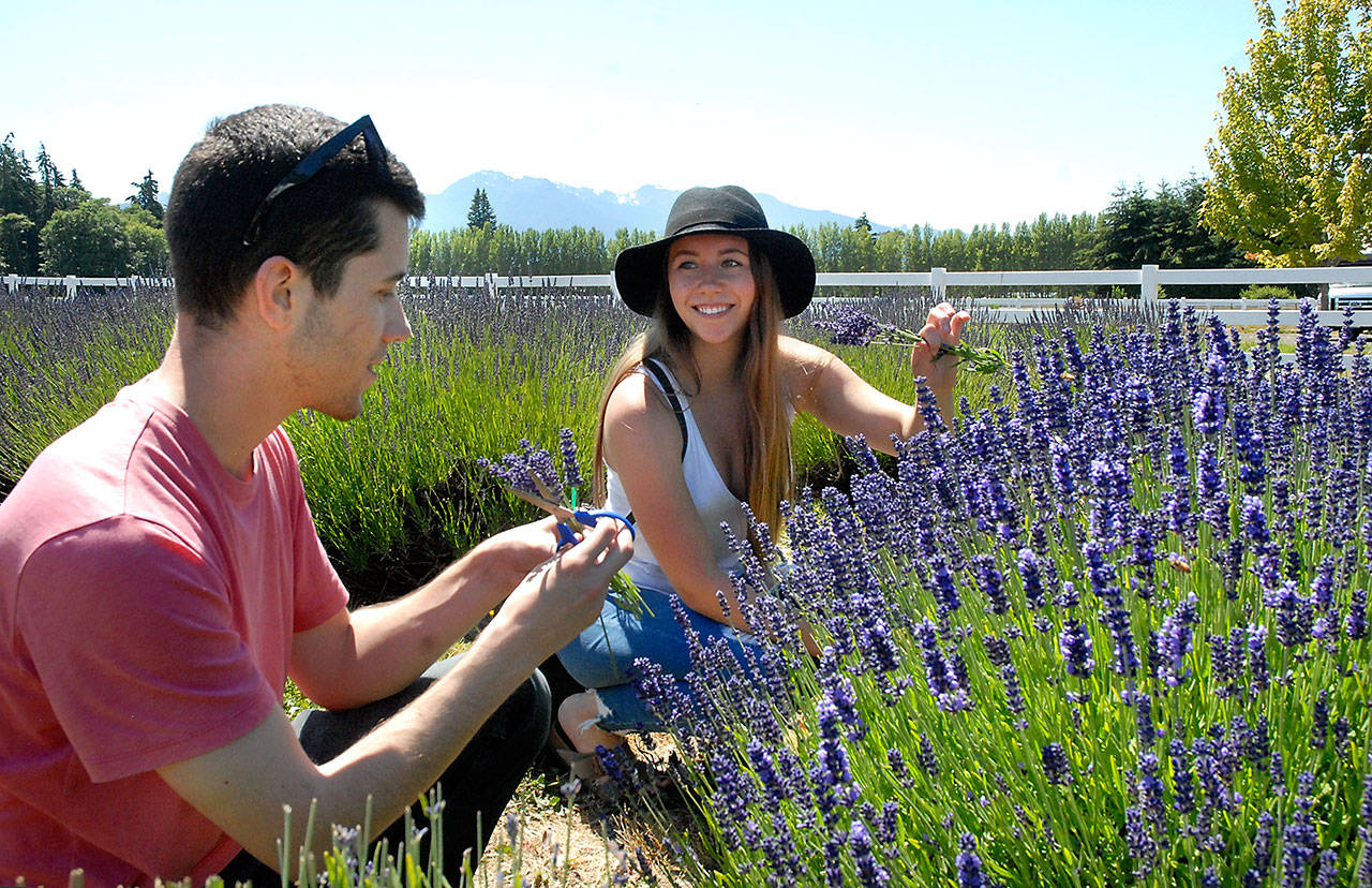 Siblings Derrick Petrin and Lutza Petrtin, both of Seattle, cut stems of lavender Saturday at Washington Lavender Farm near Agnew. (Keith Thorpe/Peninsula Daily News)