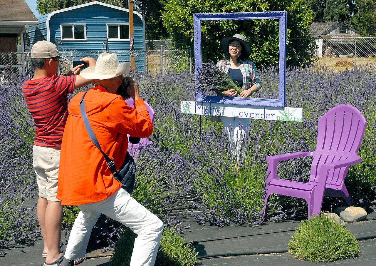 Jen Liu, left, poses in a picture frame with a bundled of lavender as family members Mike Liu, 12, and Licai Liu, all of Silverdale, take photos at Meli’s Lavender near Sequim on Saturday. (Keith Thorpe/Peninsula Daily News)