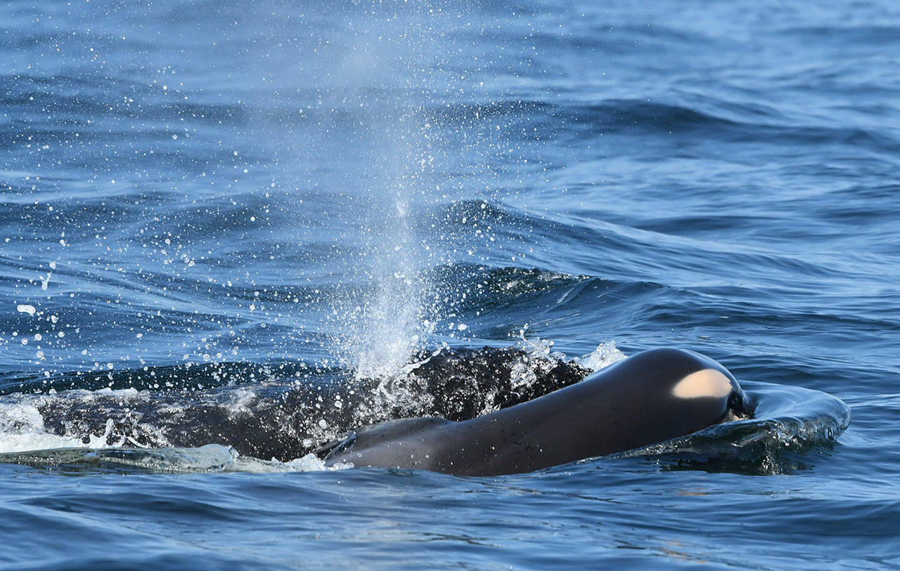 Southern resident orca dies soon after birth | Peninsula Daily News