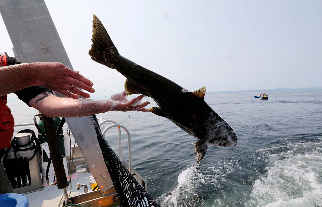 Live chinook salmon aboard the King County Research Vessel SoundGardian are released into waters off San Juan Island as a young female orca called J50 was not in the area Friday. Experts have done a practice run to work out feeding live fish to the whale so they’re ready when they get a chance to save the ailing orca. The young female killer whale was too far north in Canadian waters for teams in boats carrying salmon to try to feed the emaciated animal Friday. (Alan Berner/The Seattle Times via AP)