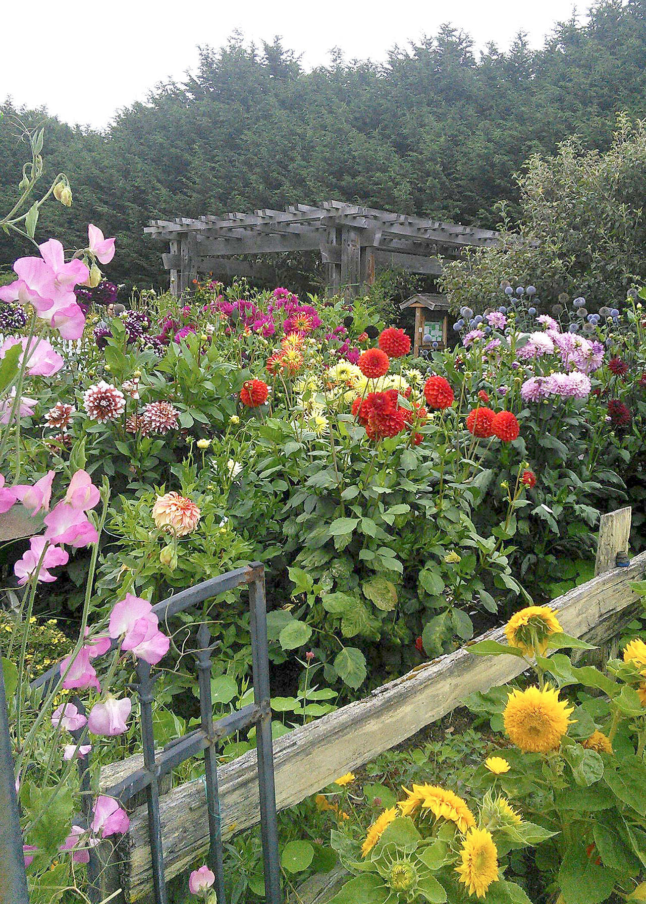 The dahlia and adjacent cottage garden are a riot of color this time of the year. (Clallam County Master Gardeners)