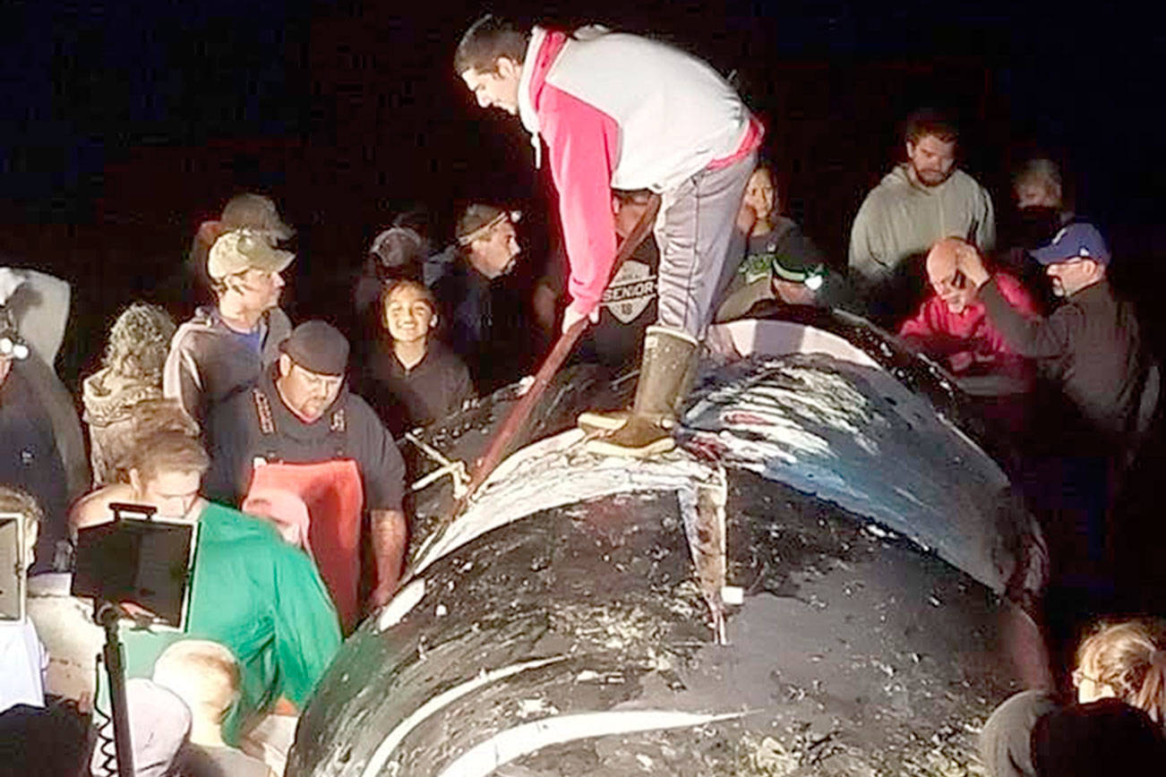 Dead humpback whale found off Sekiu, likely hit by ship