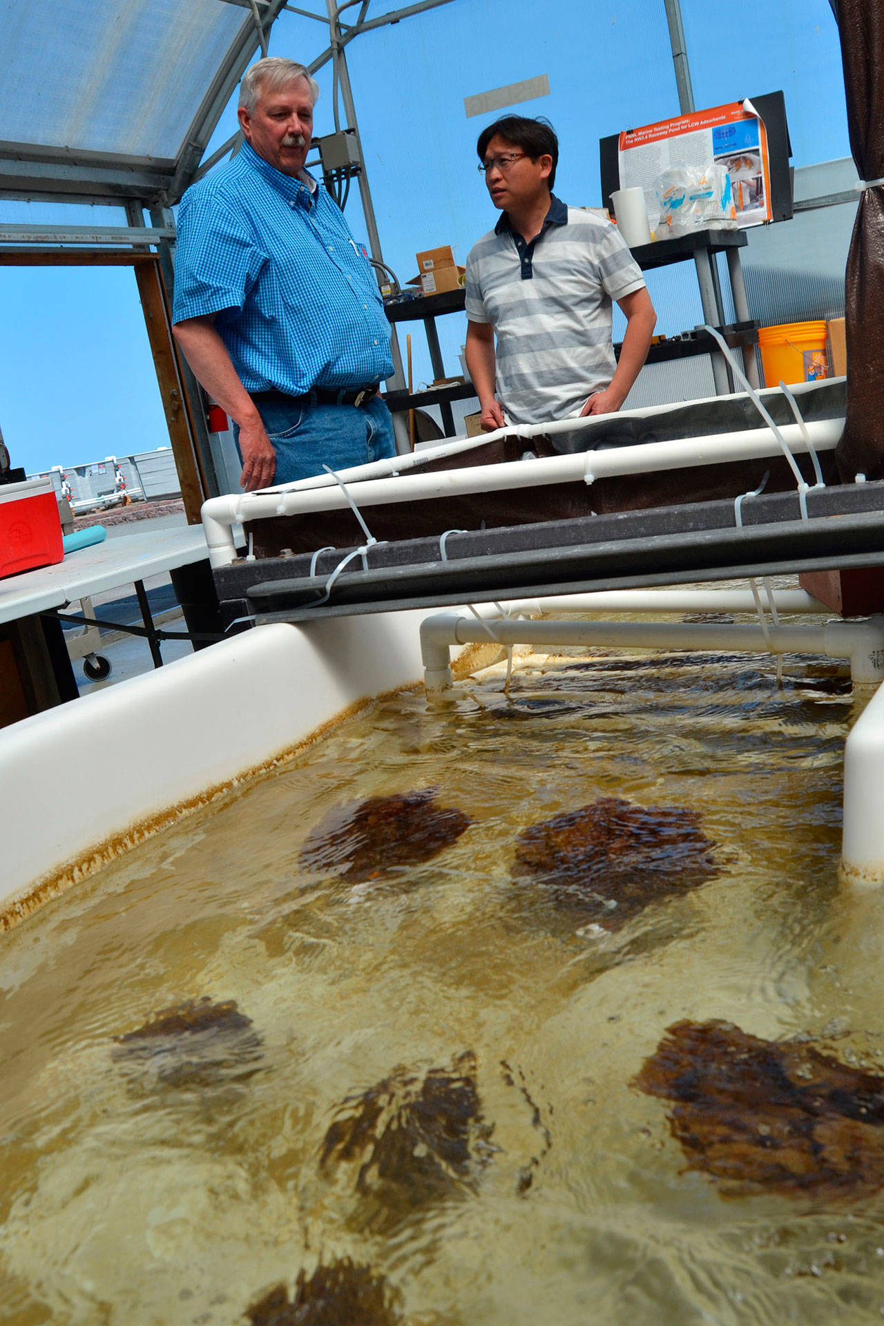 Sequim researchers Gary Gill, left, and Li-Jung Kuo stand over a tub of yarn bundles where seawater constantly streams onto them to see how much uranium from the ocean can be collected in a month. (Matthew Nash/Olympic Peninsula News Group)